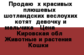 Продаю 2х красивых плюшевых  шотландских веслоухих котят .девочку и мальчика › Цена ­ 2 500 - Кировская обл. Животные и растения » Кошки   